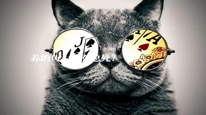 养的鱼为什么总死？